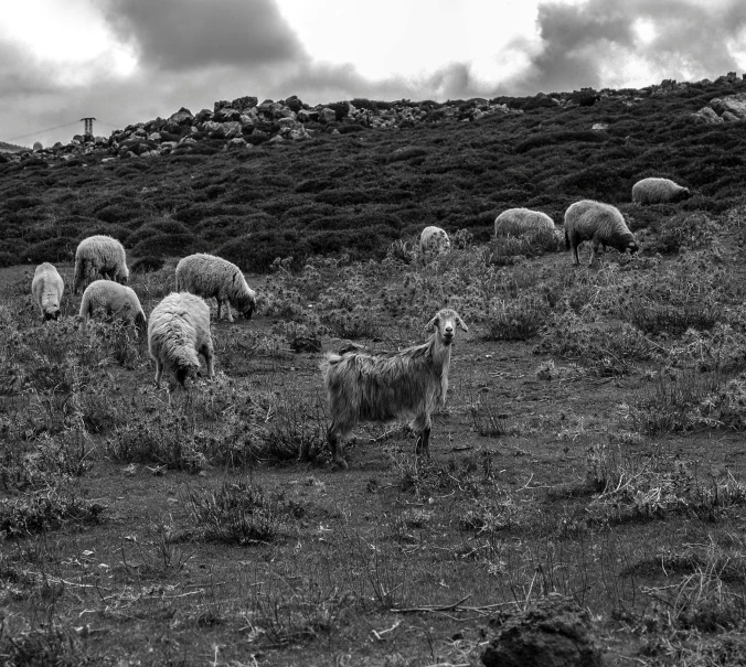 a flock of sheep grazing in the open