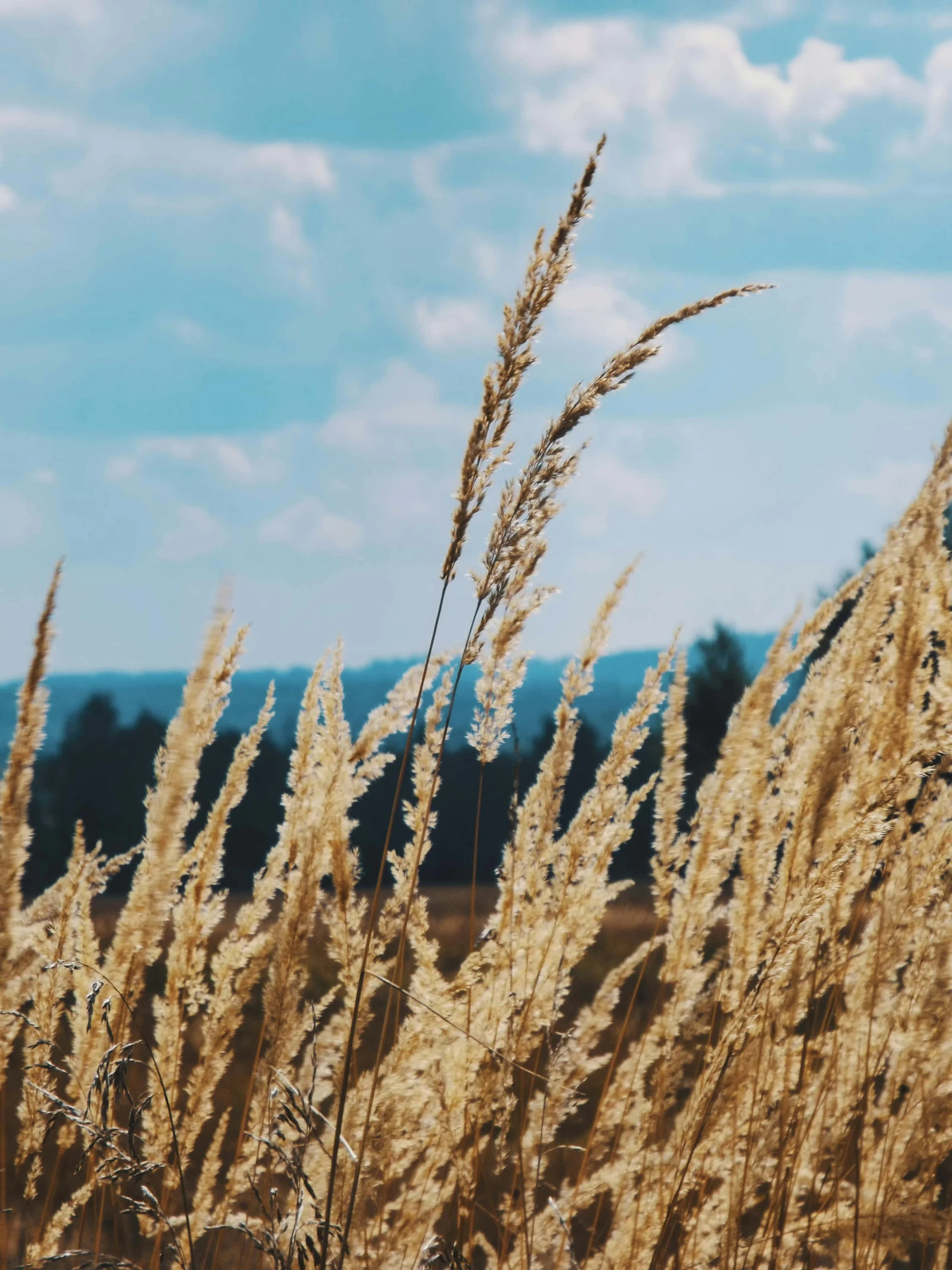 grass with blue skies in the background