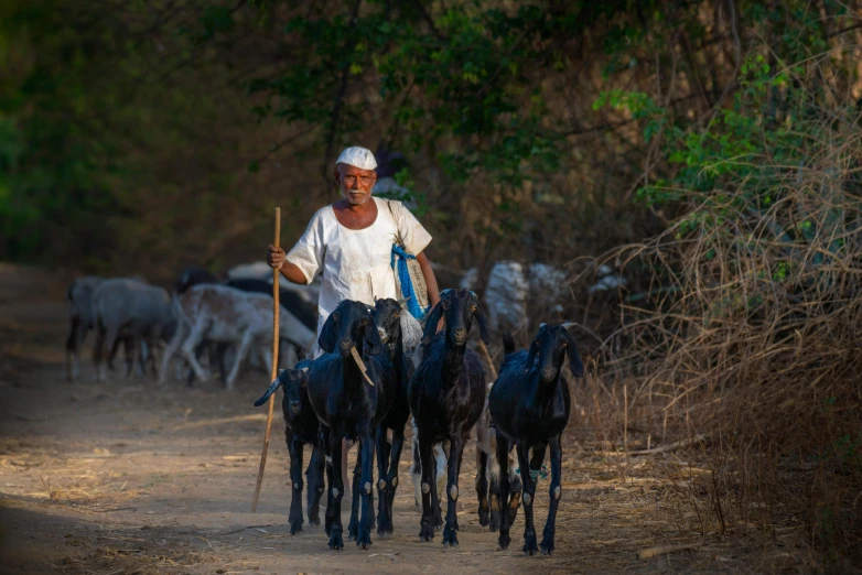 an older man with stick herding animals on a dirt road