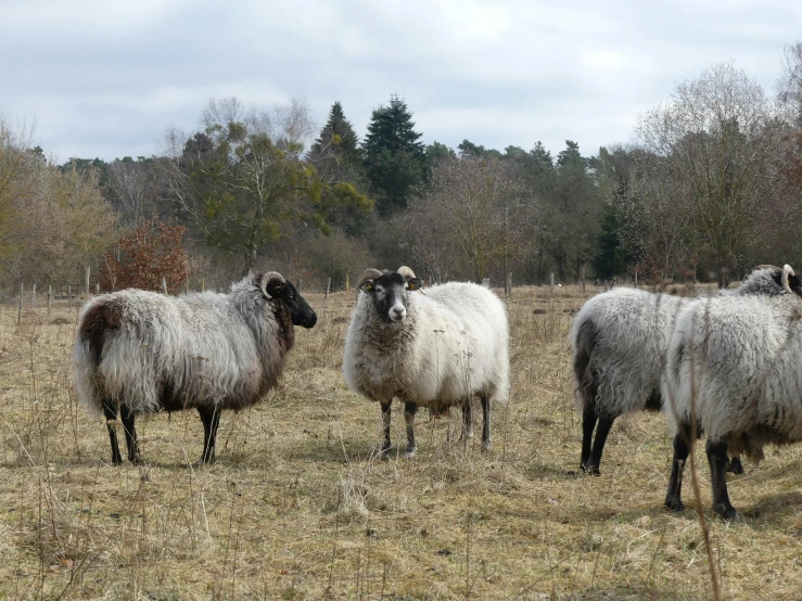 three sheep are standing in the middle of a field