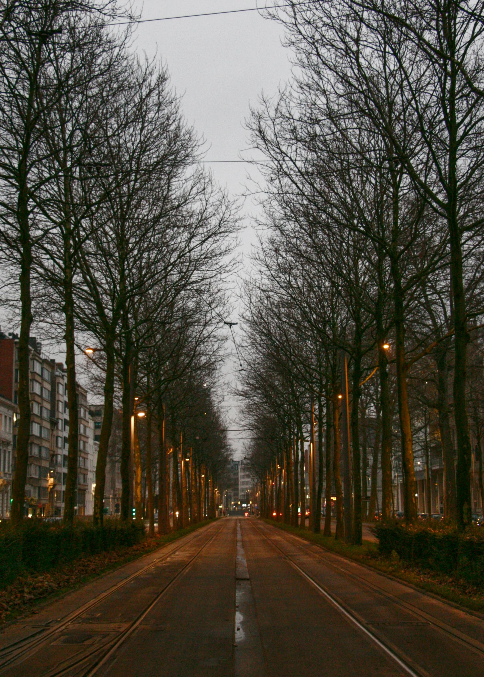 the empty street next to houses is lined with tall trees