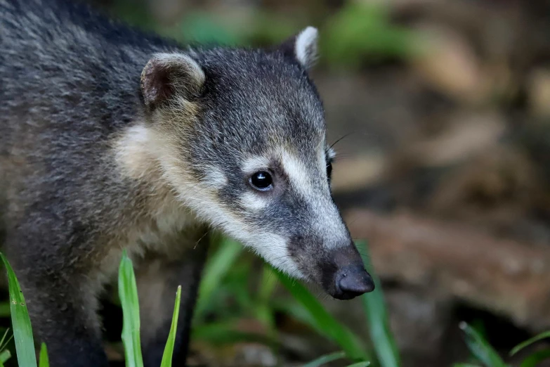 a small anteater walking along a patch of green grass