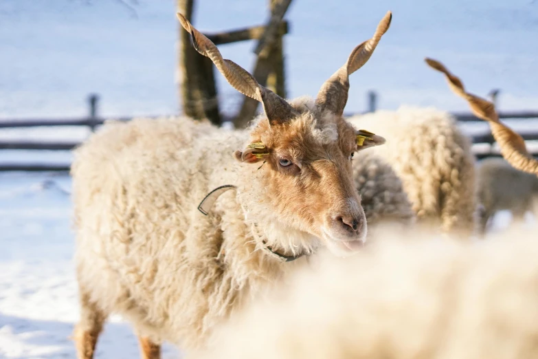 the long horned sheep has horns and is standing in the snow