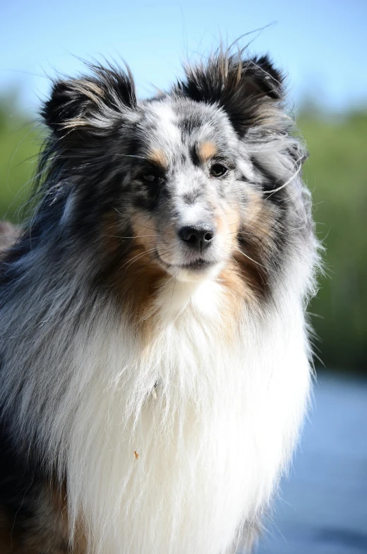 a gy brown dog standing on top of a wooden floor