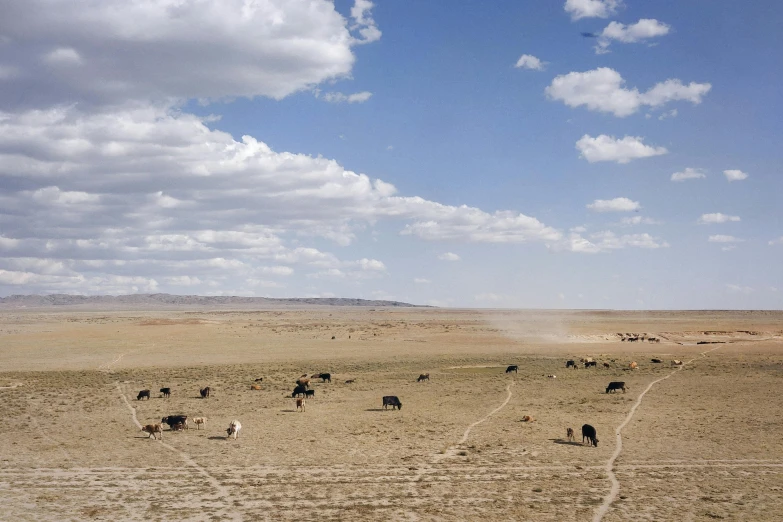 herd of cows graze in a wide open plain