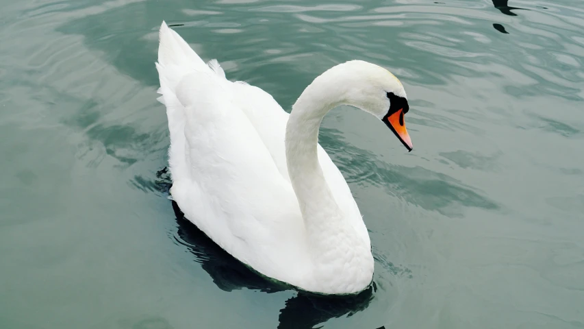 a white swan swims on some water