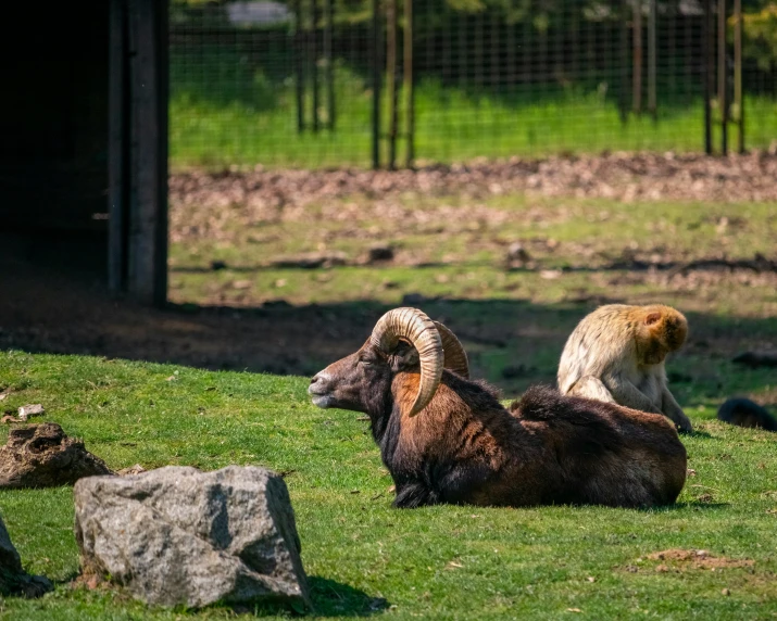 a couple of animals that are in the grass