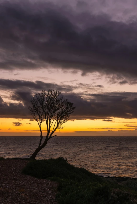 a lone tree sits on the edge of a cliff as a sunset hovers over water