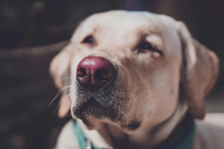 this is an image of a large dog looking up