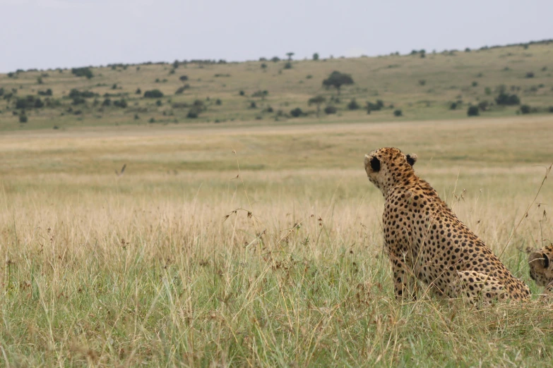 a cheetah and her cub are in the savannah