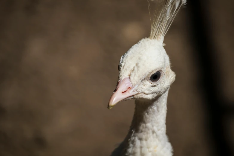 the head of a white peacock with a feather on its head