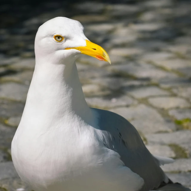 a white and grey bird with an orange beak on a cobble stone sidewalk