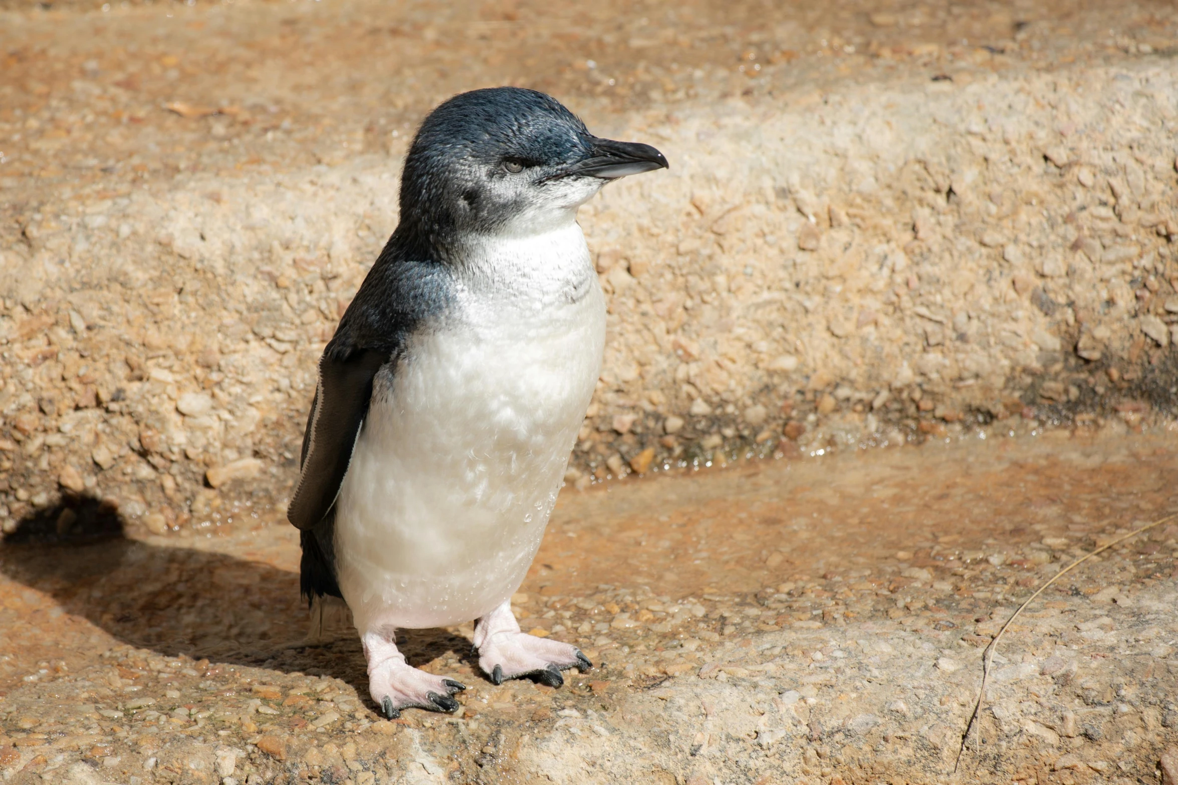 a small blue and white penguin is standing on some sand