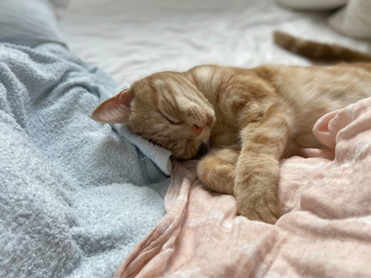 an adorable cat is lying on the blanket