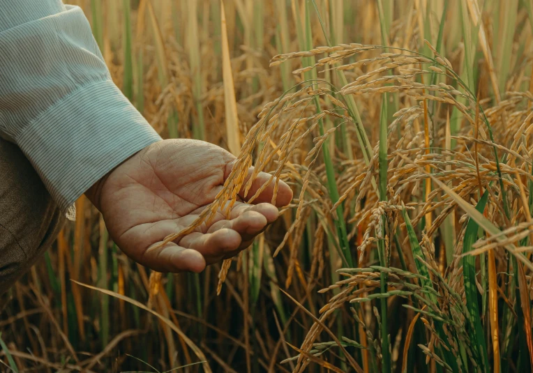 an arm holding wheat in the middle of the field