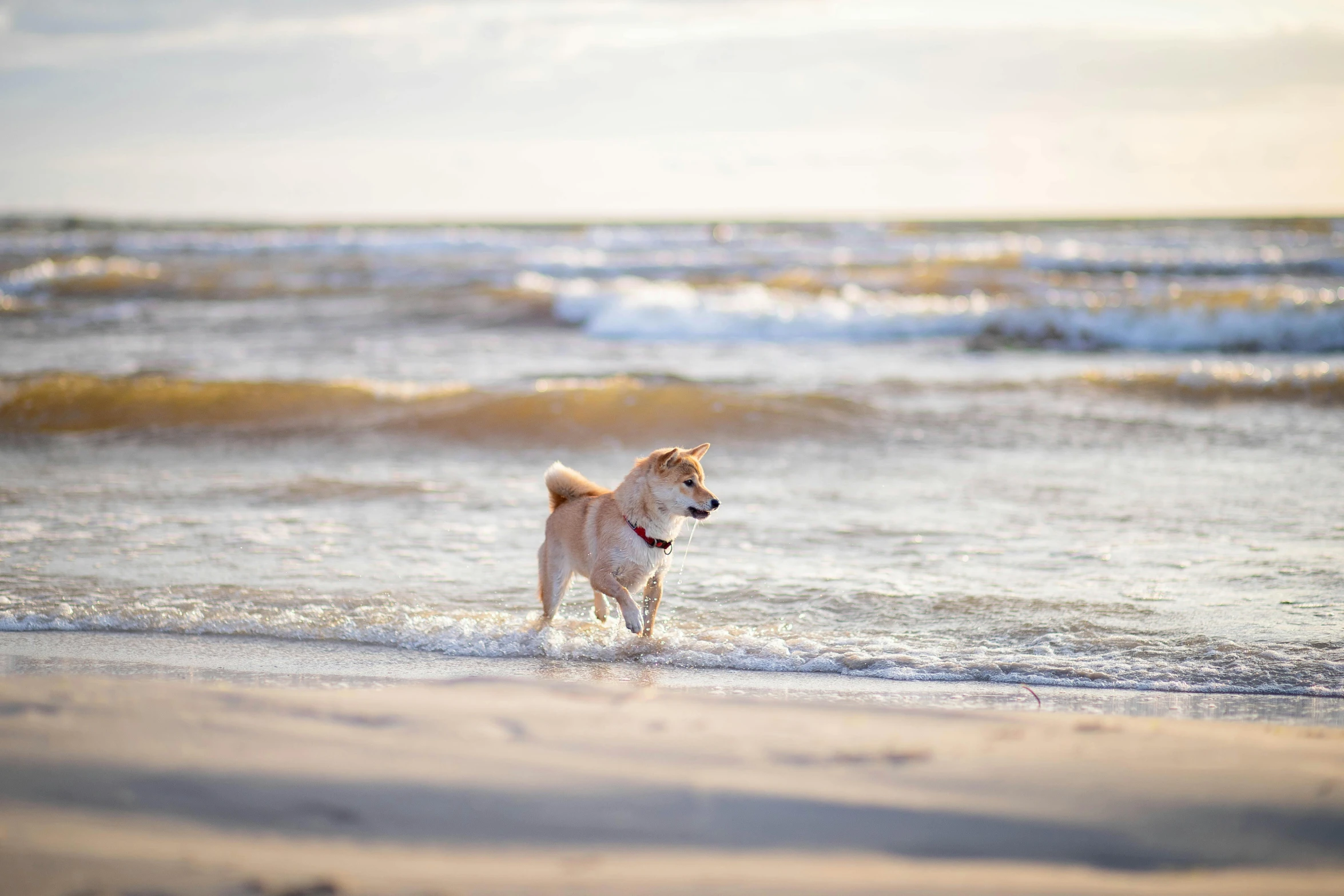 dog running on the shore near an ocean