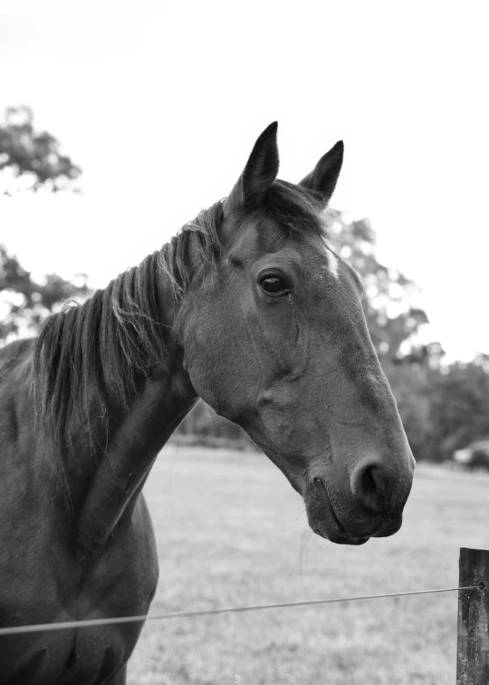 black and white po of a horse by the fence