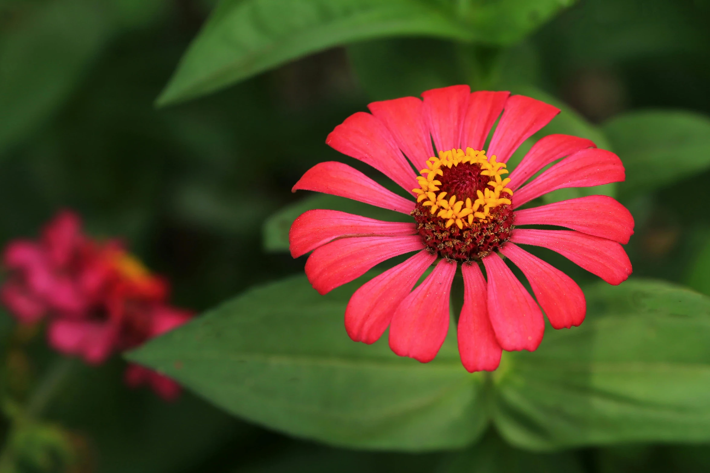 a pink flower sitting in front of green leaves