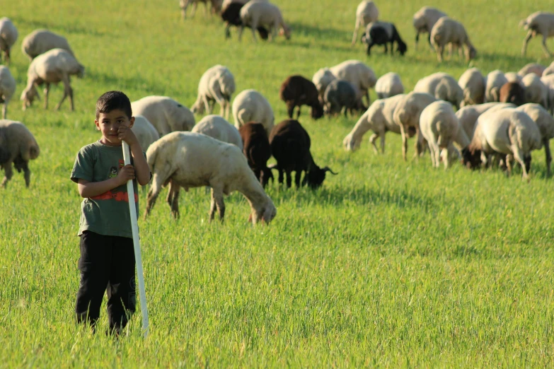 the boy is standing outside with several sheep