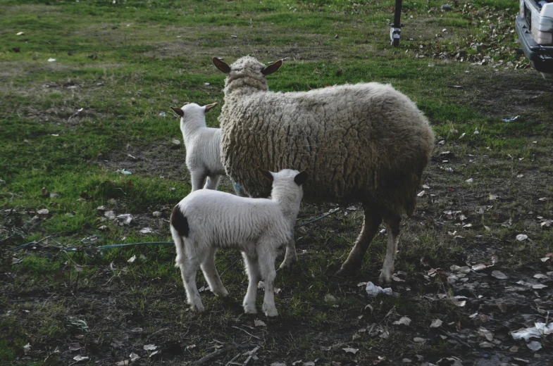 the sheep and the lamb are on a grassy field