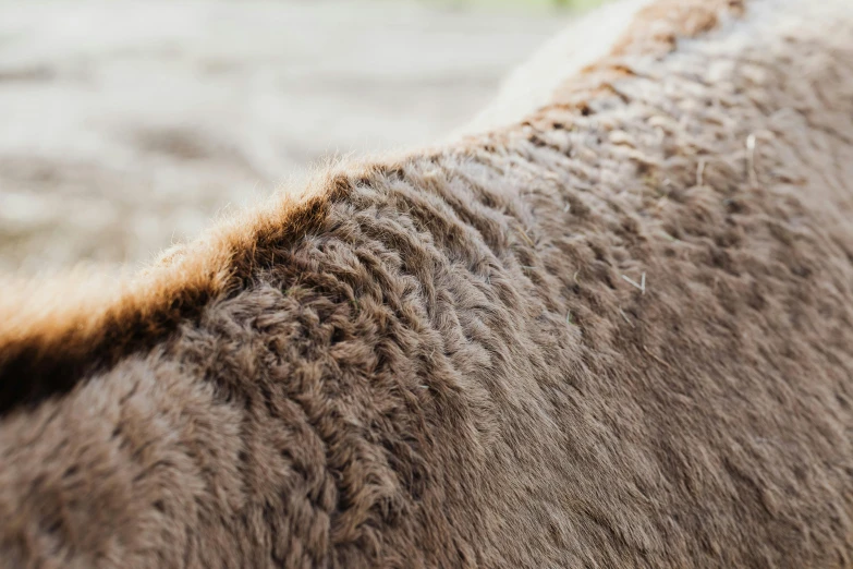 close up of a horse showing the back part