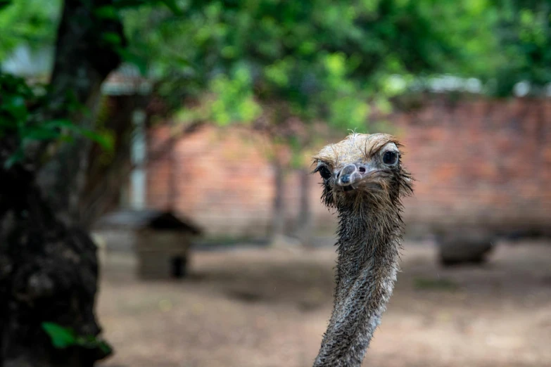 an ostrich has his eyes open near a tree