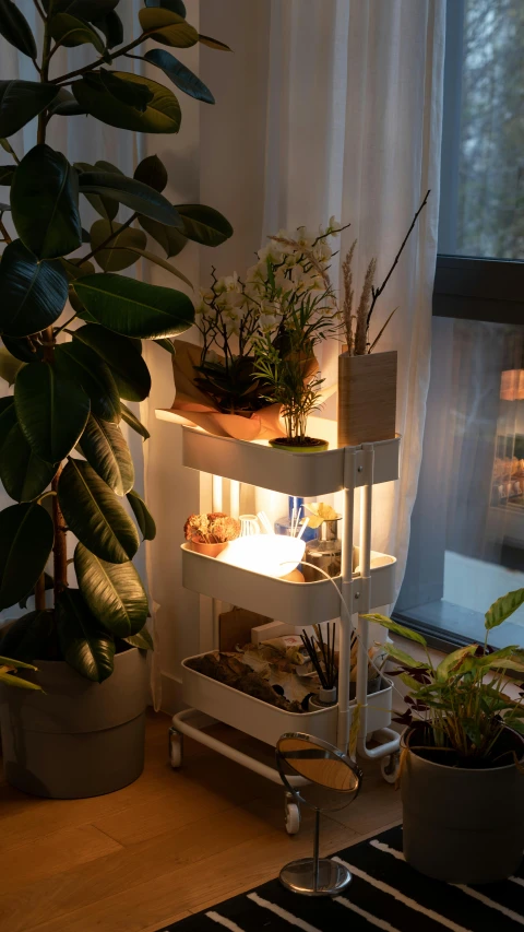 several plant shelves in front of a window