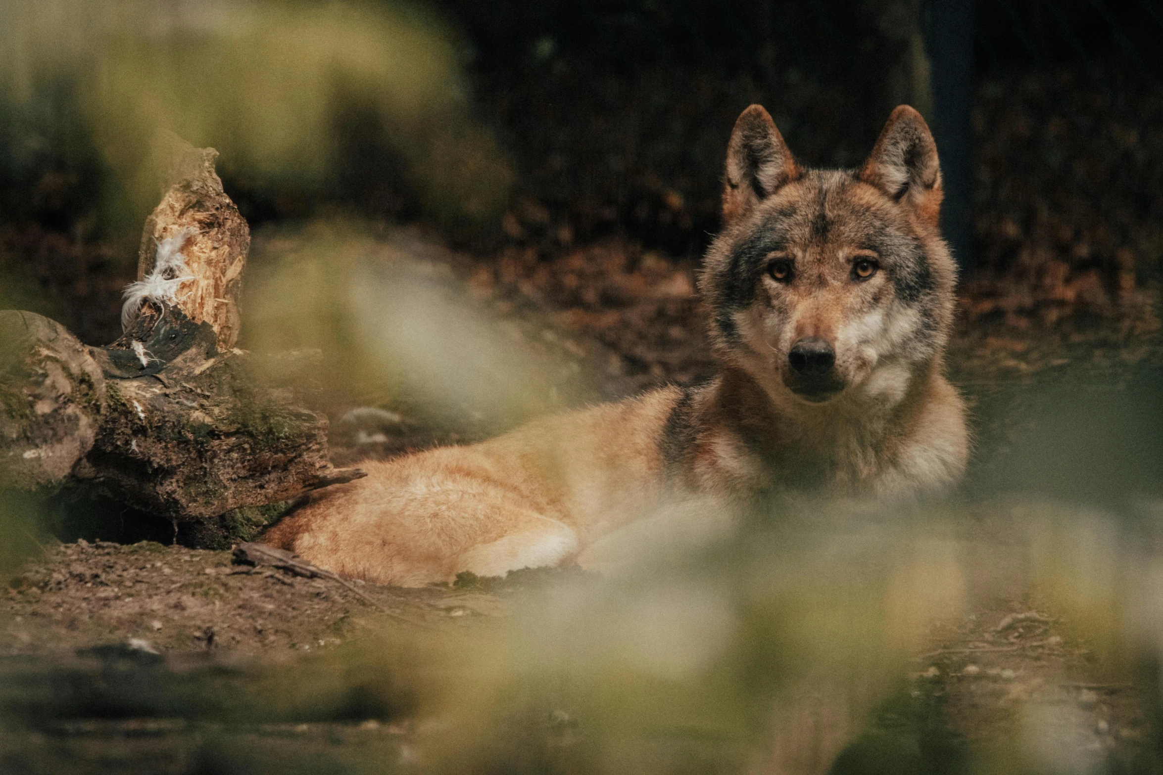 a lone wolf sits next to an older wolf