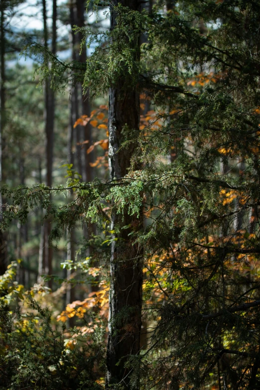 a tall tree in a forest filled with lots of trees