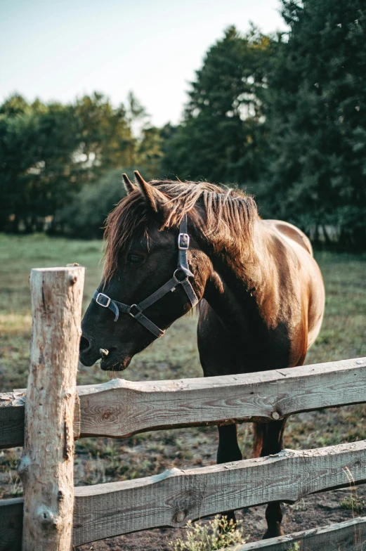 the head of a brown horse behind a fence