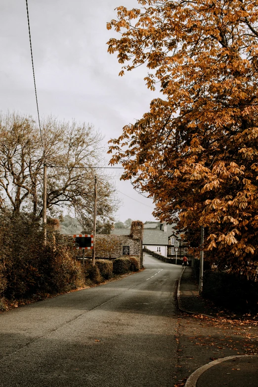 the road is lined with lots of leaves