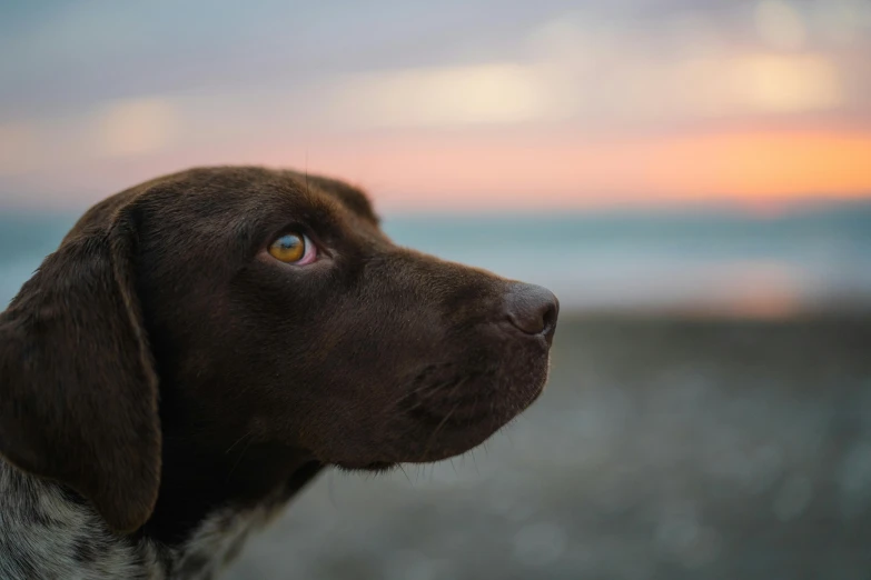the eyes of a chocolate dog in front of a pink sky
