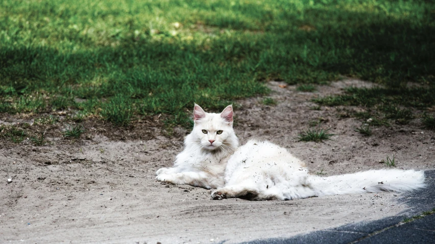 a white cat laying in the sand by some grass