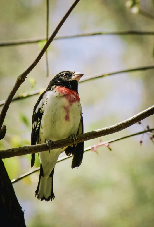 a bird that is sitting on a nch