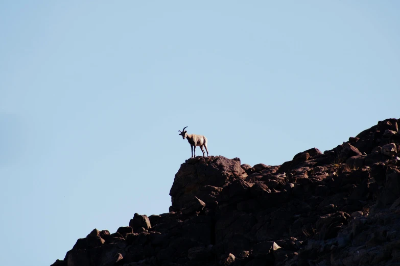 an animal stands on a rocky outcropping