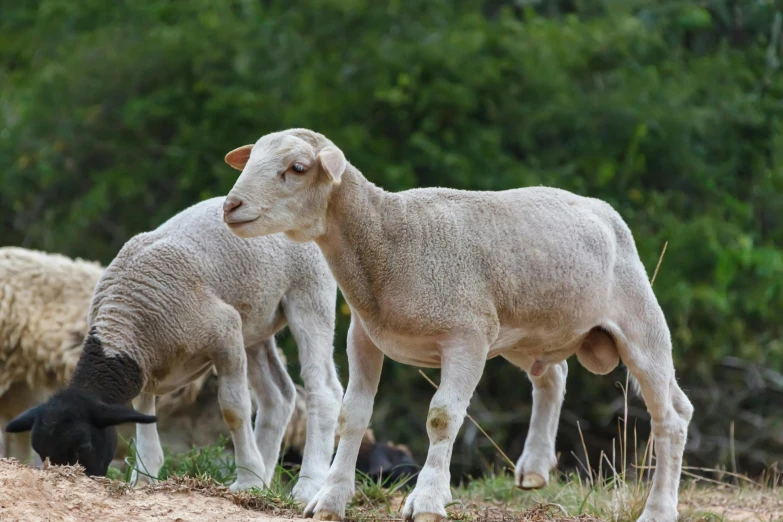 a pair of white and black sheep standing near each other