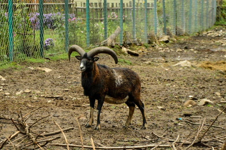 a ram is standing in dirt behind a wire fence