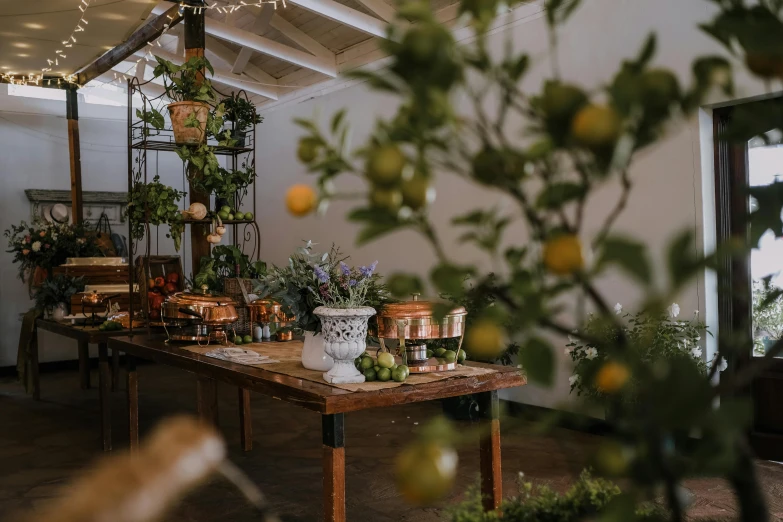 various plants sitting on top of wooden tables