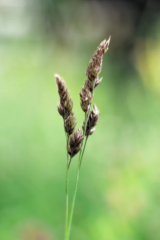 a single dead flower in the middle of a field