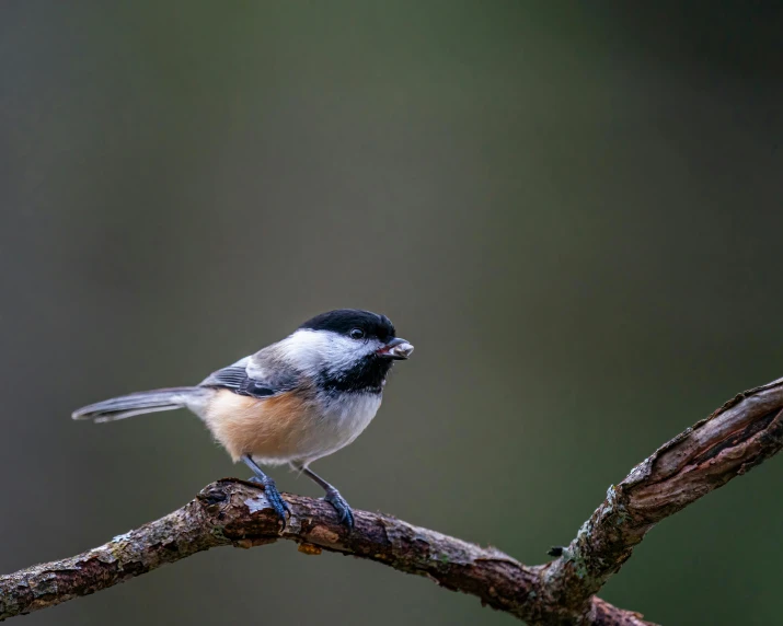 a bird with blue wings sits on a twig