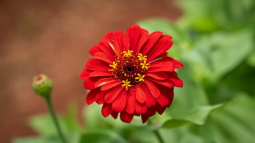 a close - up of a flower with a blurred background