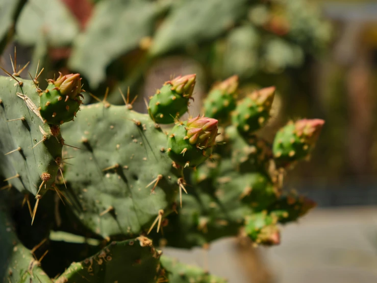 a very large cactus plant with many tiny buds