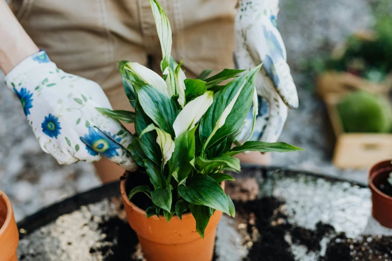 person in gardening gloves weeding a potted plant