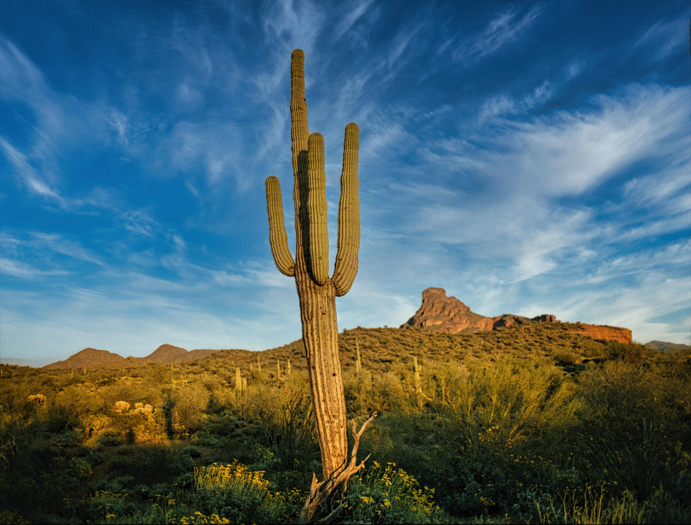 a tall cactus sitting in the middle of a desert