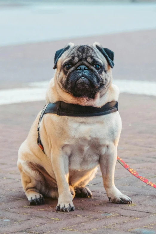 a small, brown dog sits down with his leash tied around it