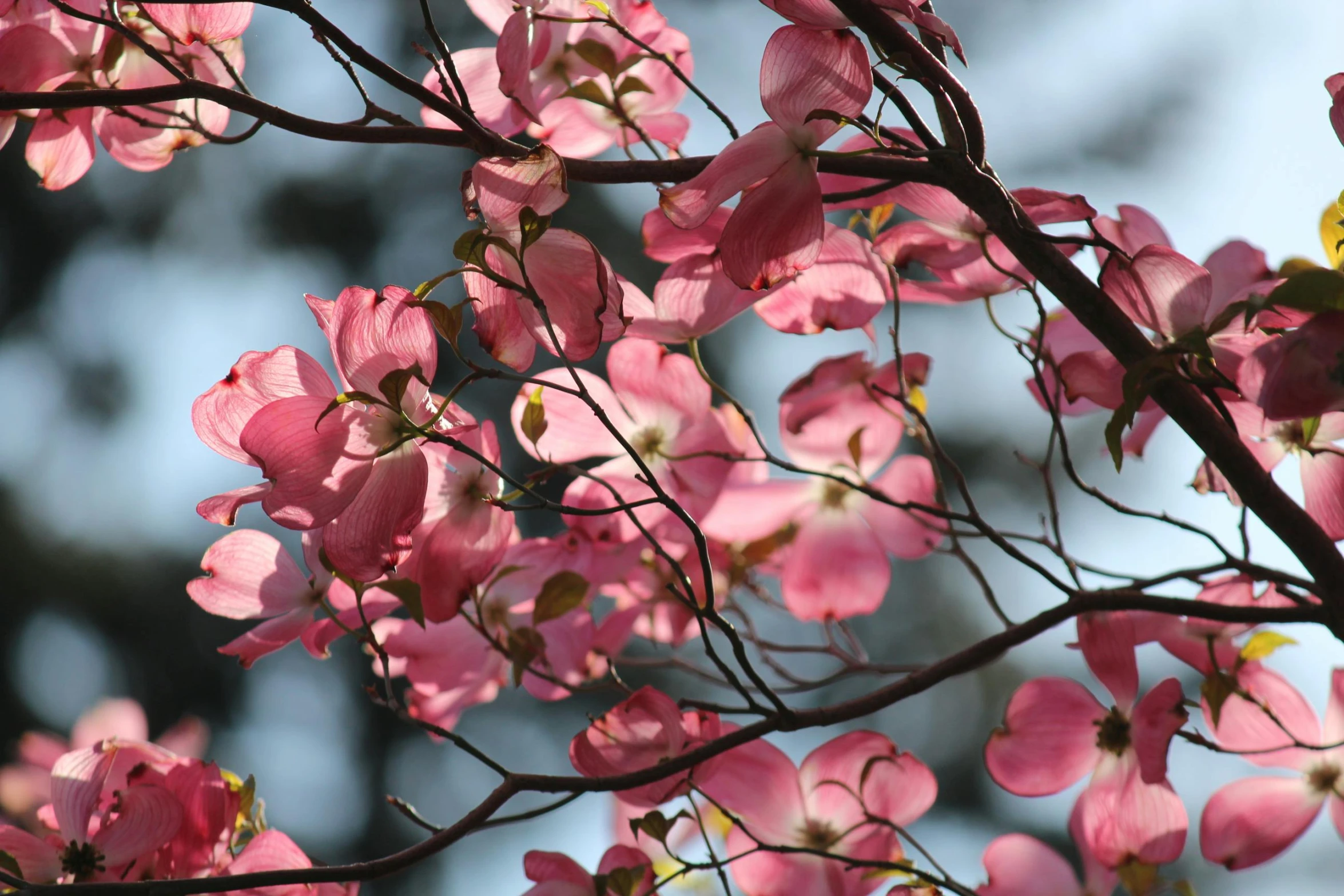 the pink leaves and stems on the tree are changing colors