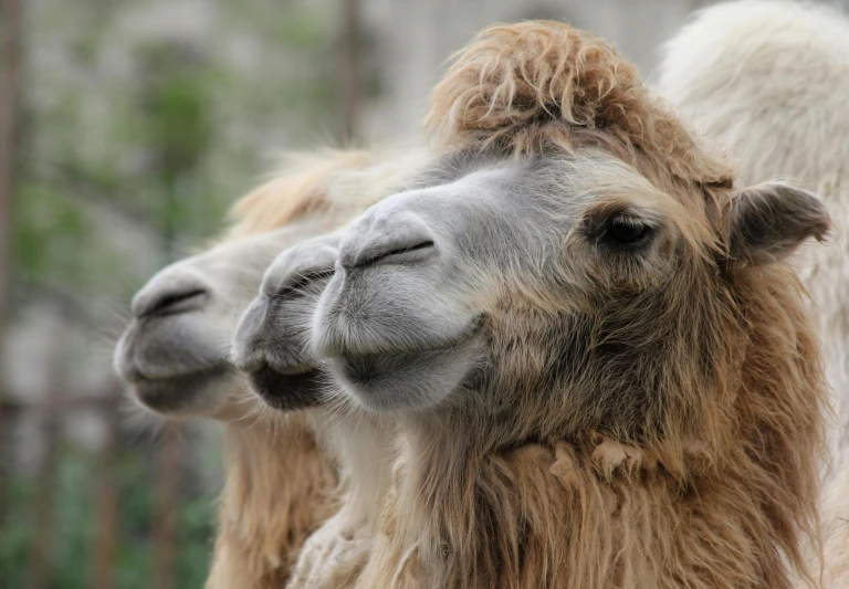 two camels with hair in different directions