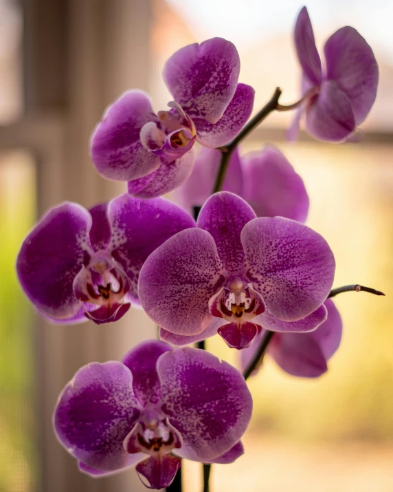 the beautiful purple orchid was blooming in a vase
