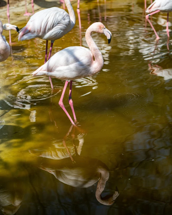 a group of pink flamingos stand in a body of water