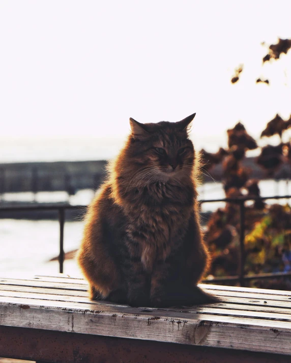 a cat is sitting on the edge of a wooden bench